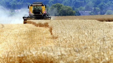 Champ de blé prêt pour la moisson