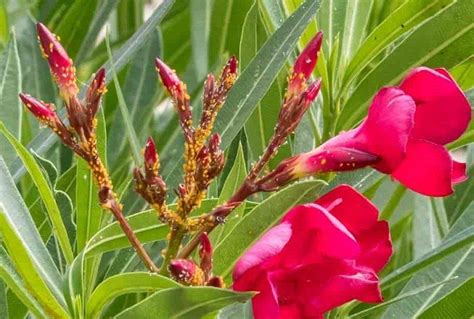 Puceron jaune sur une pousse de laurier rose
