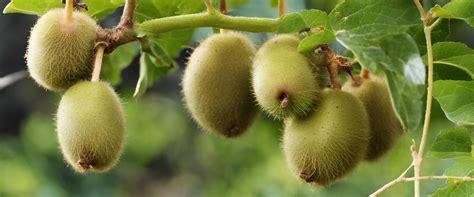 Champ de kiwis avec des fruits
