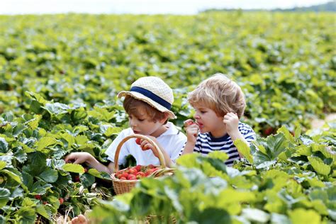 Enfants cueillant des légumes avec un adulte