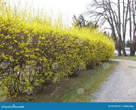 Haie de forsythia en fleurs