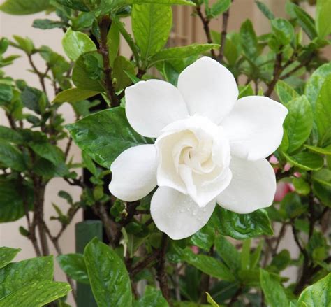 causes de l'absence de floraison du gardénia