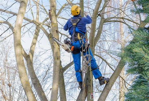 Technicien élagueur travaillant sur un arbre