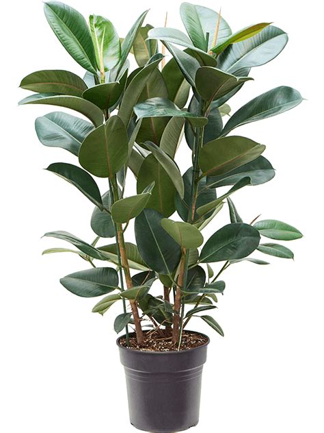 illustration d'un Ficus Elastica Robusta adulte avec ses racines aériennes