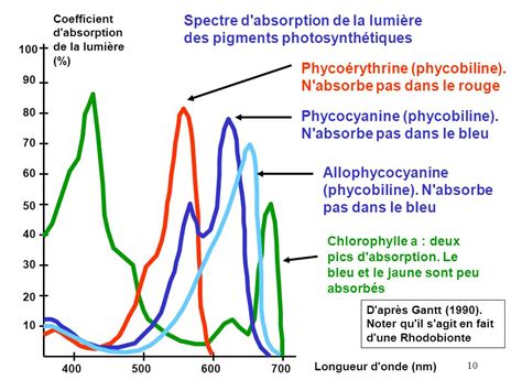 Diagramme expliquant l'absorption de la lumière par les pigments végétaux