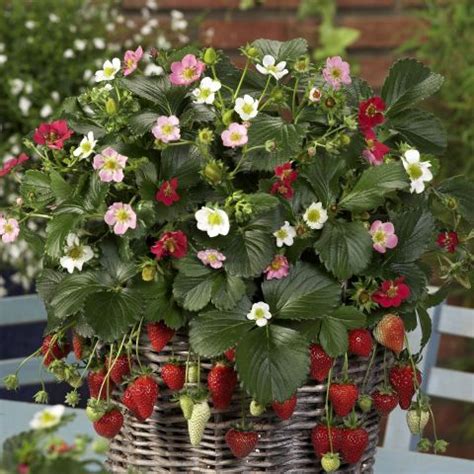 Fleurs de fraisier et fruits rouges