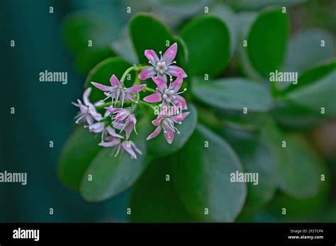 Plante Crassula Tetragona en gros plan