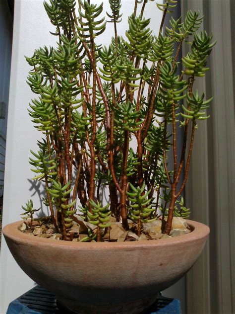 Boutures de Crassula Tetragona enracinées
