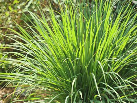 Plante de citronnelle en pleine croissance