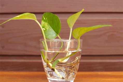 Bouture de Pothos dans l'eau