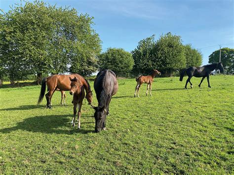 Cheval dans un pré avec une clôture