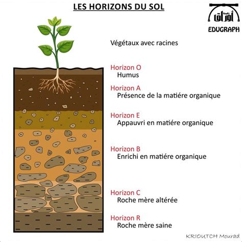 Diagramme montrant la structure d'un sol sain avec différents horizons