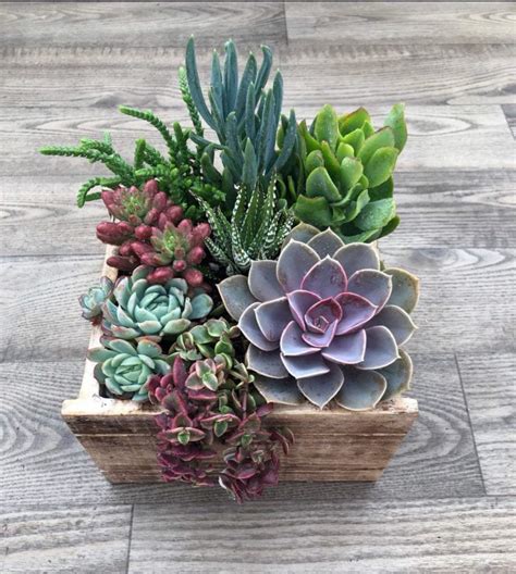 Centre de table avec succulentes et cactus