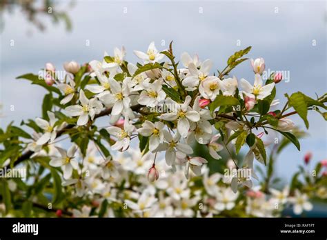 Arbres fruitiers en fleurs au printemps