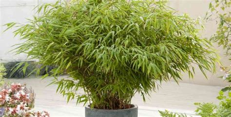 Entretien des bambous en pot