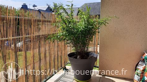 Fargesia Rufa en pot sur une terrasse