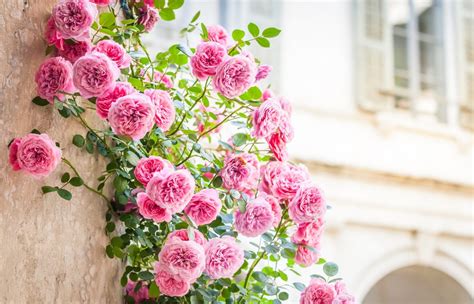 Rosier grimpant en pleine floraison
