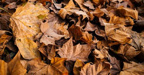 Rosier grimpant avec des feuilles mortes