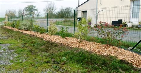 Haie nouvellement plantée avec paillage