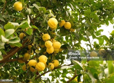 Gros plan sur des citrons jaunes mûrs sur un arbre