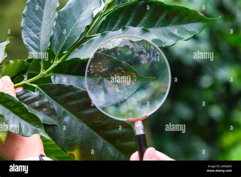 Photographie d'une loupe examinant une feuille de plante sauvage