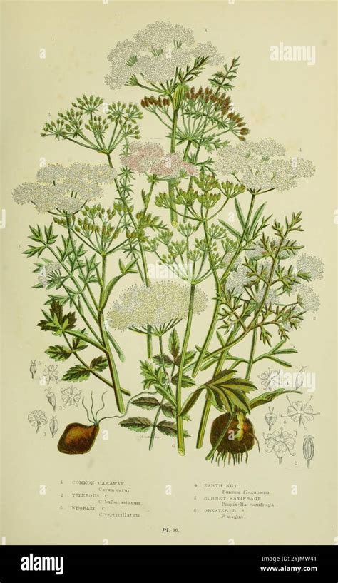Une illustration botanique détaillée d'une plante sauvage