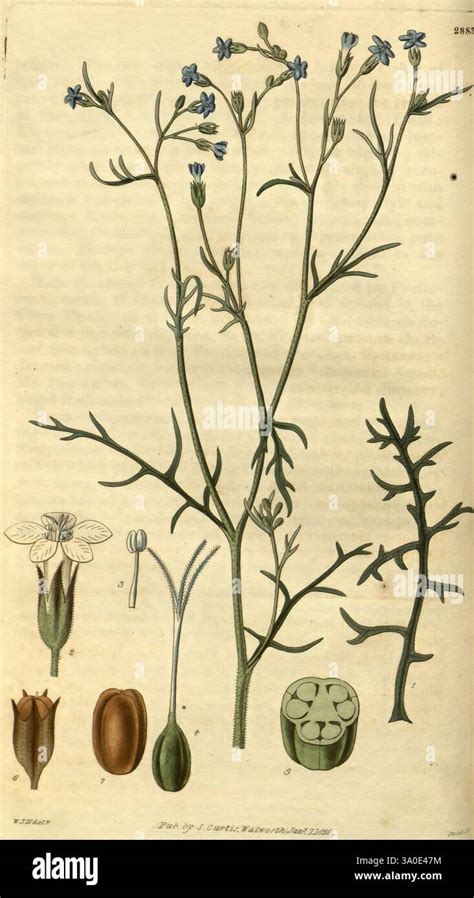 Exemple d'une illustration scientifique détaillée d'une fleur de plante sauvage