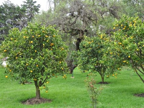 Citronnier en pleine croissance avec des fruits