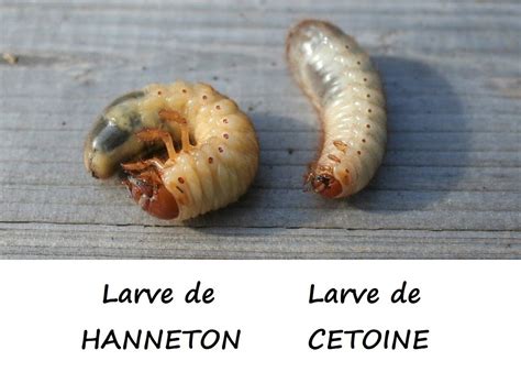 Comparaison visuelle : Larve de hanneton (gauche) et larve de cétoine dorée (droite)