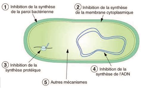 Schéma expliquant le mode d'action des nématodes