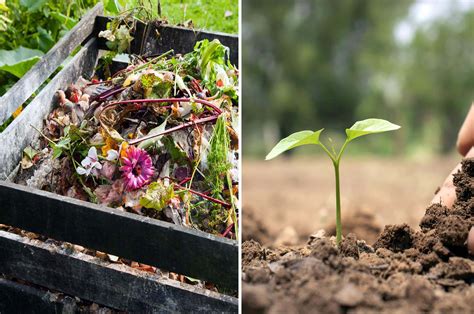 Compost et engrais naturels pour plantes
