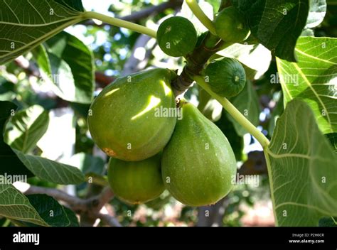 Figues fraîches sur une branche d'arbre