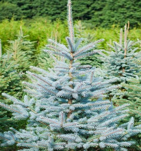 Sapin bleu du Colorado en intérieur avec des décorations de Noël