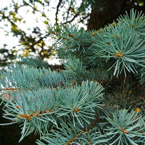 Diagramme botanique d'un épicéa bleu du Colorado montrant les aiguilles, les cônes et l'écorce