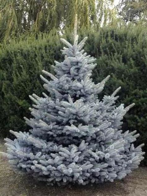 Sapin bleu du Colorado planté en isolé dans un jardin