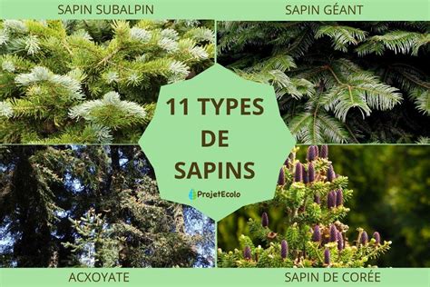 Collection de différents cultivars de sapins bleus, montrant la variété des formes et des teintes