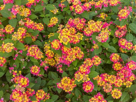 Lantana en gros plan avec ses fleurs multicolores