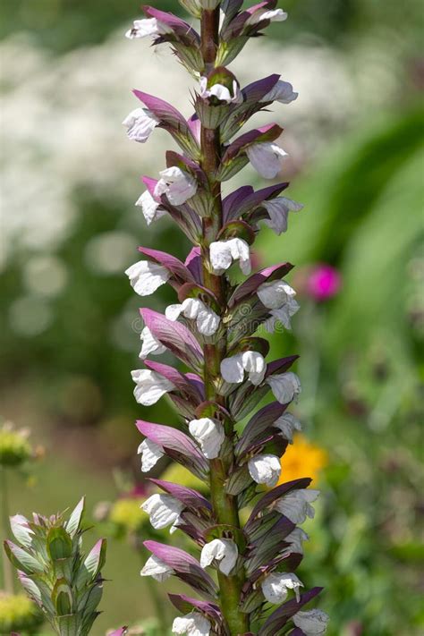 Feuilles d'Acanthus mollis