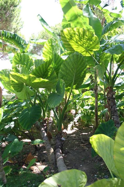Xanthosoma avec ses grandes feuilles