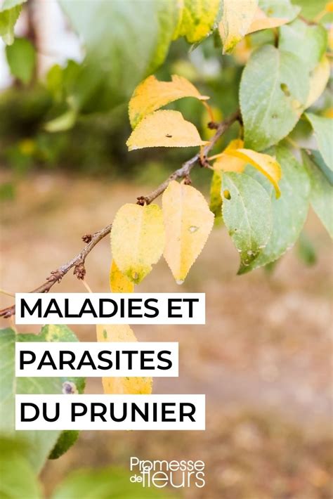 Diagramme des maladies courantes du prunier