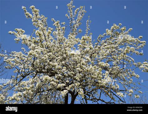 Arbre poirier en fleurs au printemps