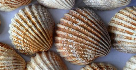 Penny dans sa forme de coquille d'arachide riant
