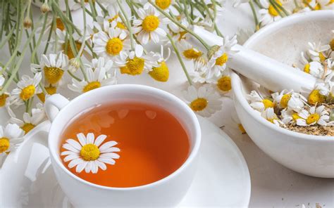Infusion de camomille romaine dans une tasse