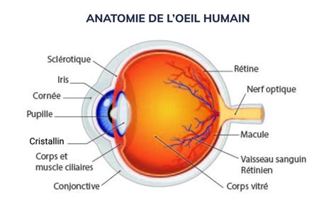 Diagramme de l'œil humain avec légendes