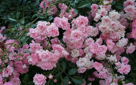 Gros plan sur des fleurs de rosier couvre-sol 'The Fairy'
