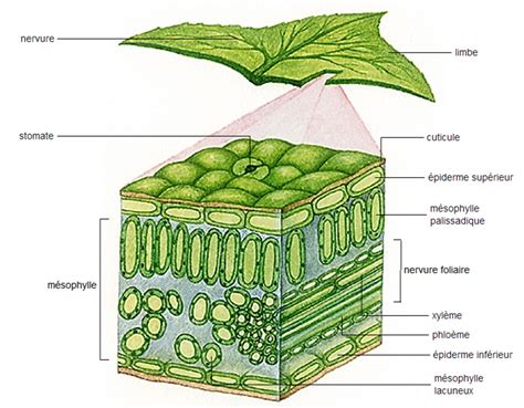Schéma d'une feuille de plante montrant les stomates