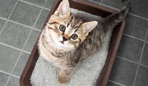 Image d'un chat dans sa litière