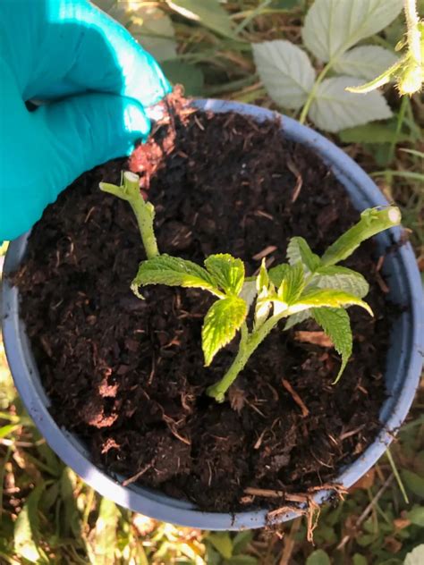 Boutures de prunier plantées dans un substrat