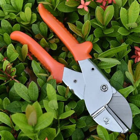 Outils de taille de jardinage et branches de bougainvillier