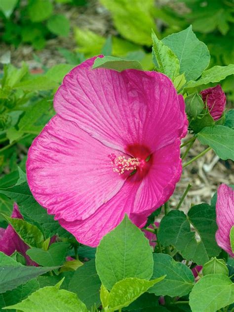 Hibiscus moscheutos avec de grandes fleurs rose vif et un cœur sombre
